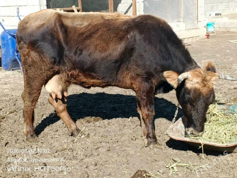 gysyr sygyr - Gökdepe - img 1