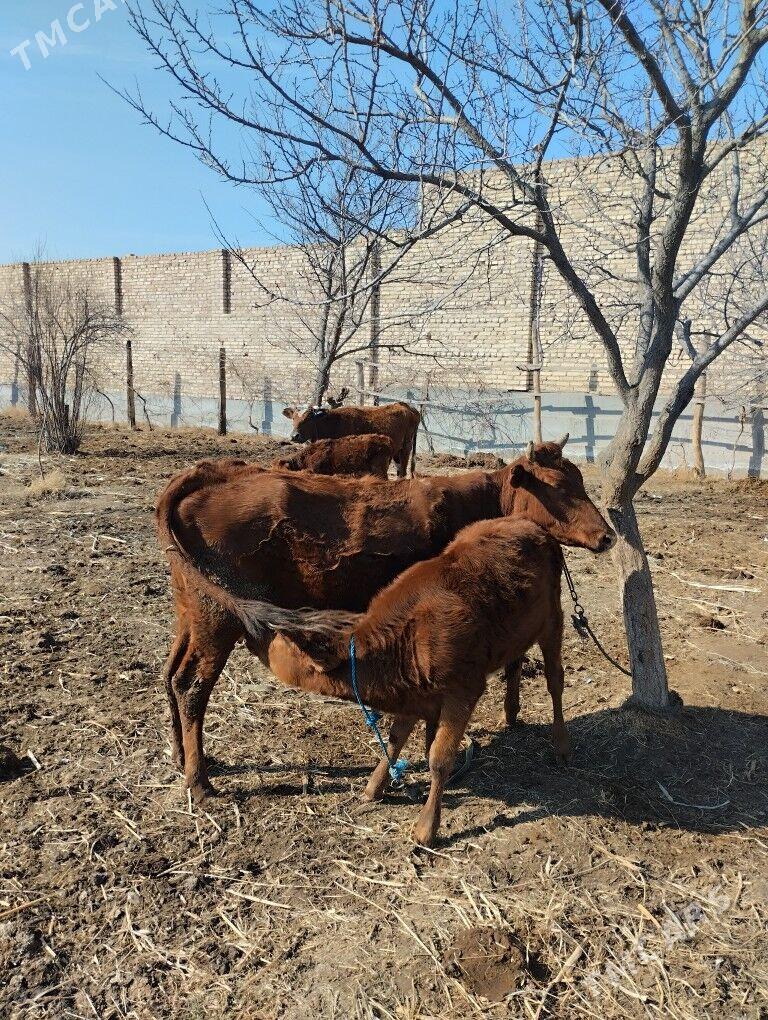 saglyk sygyrlar - Farap - img 1