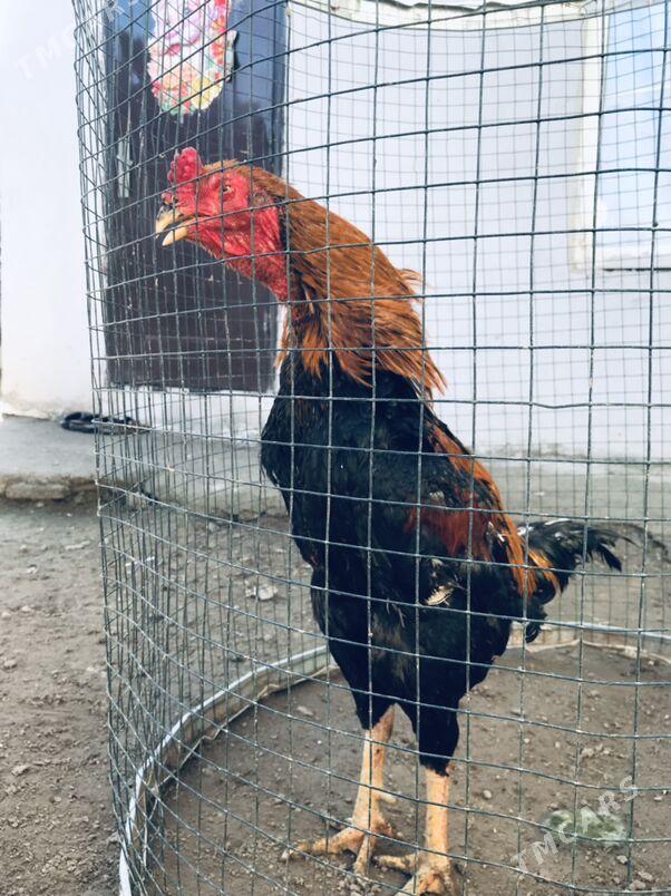 taskent horaz - Aşgabat - img 1