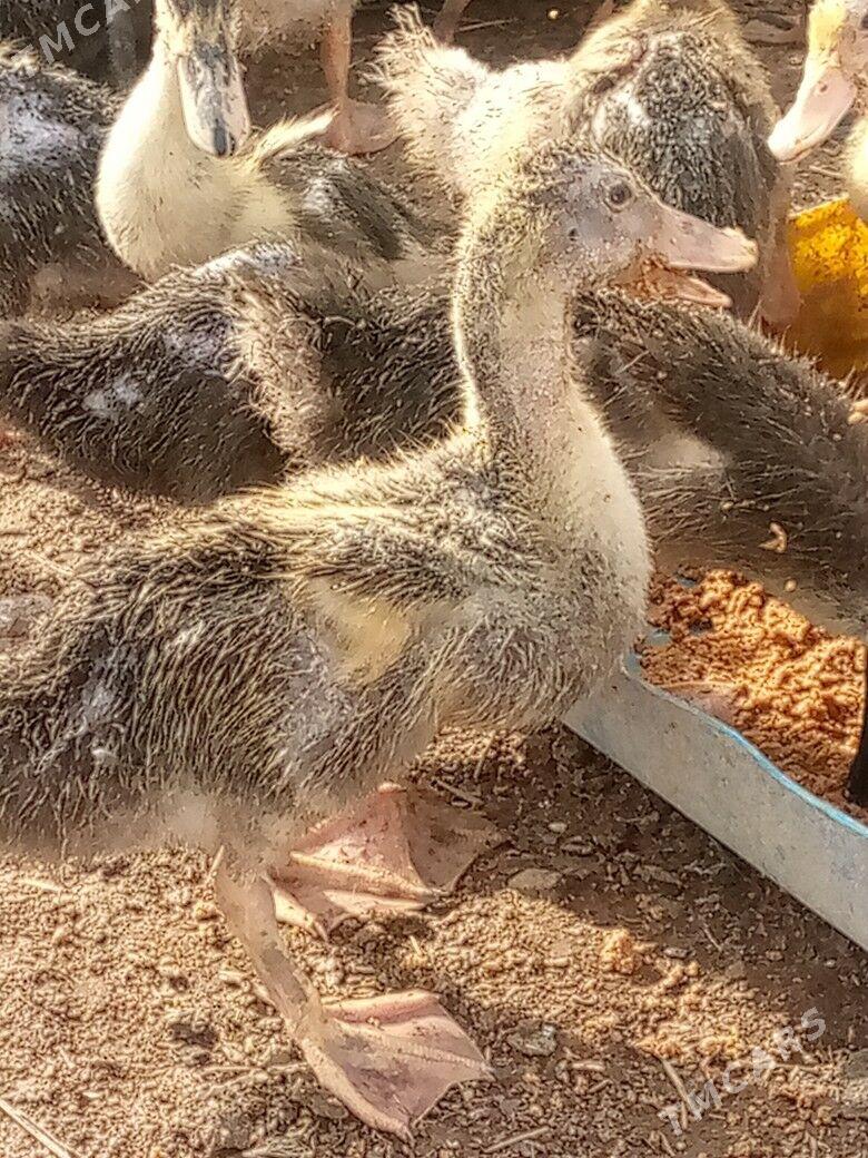 ördek ýaşylbaş jüýje - Garagum etraby - img 1