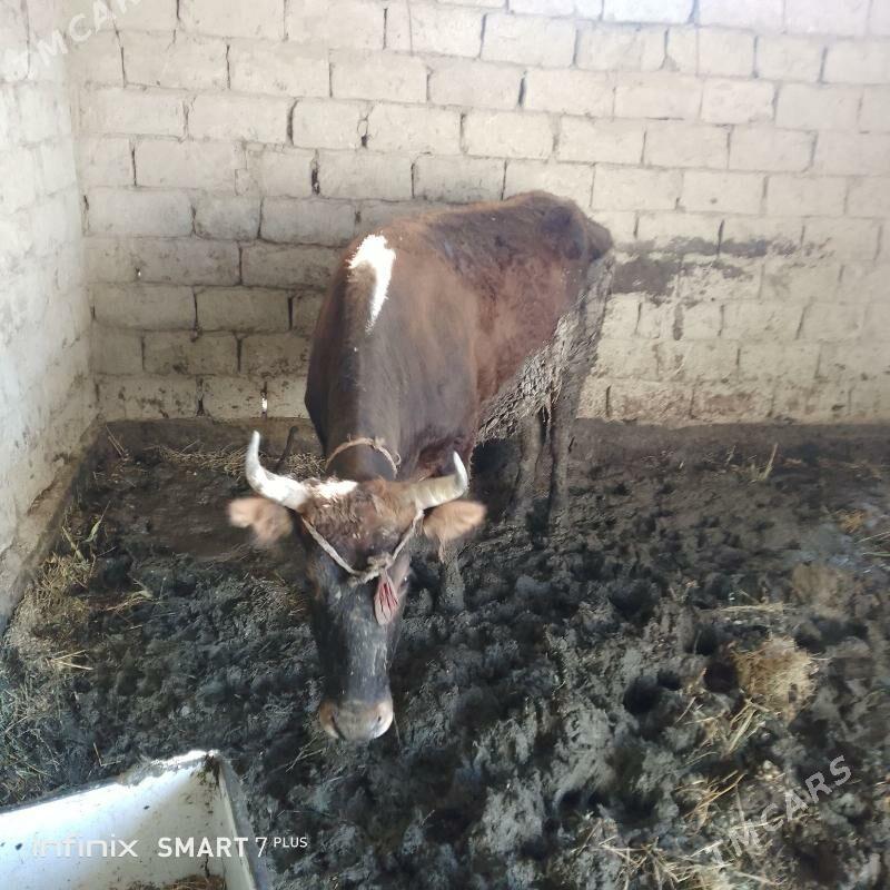 Bakylan goleli sygyr - Ýaşlyk - img 1