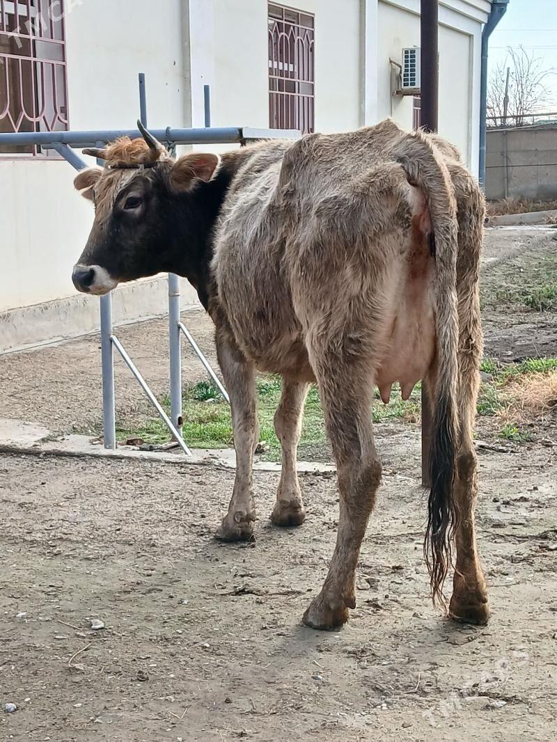 Goleli sygyr - Bäherden - img 1