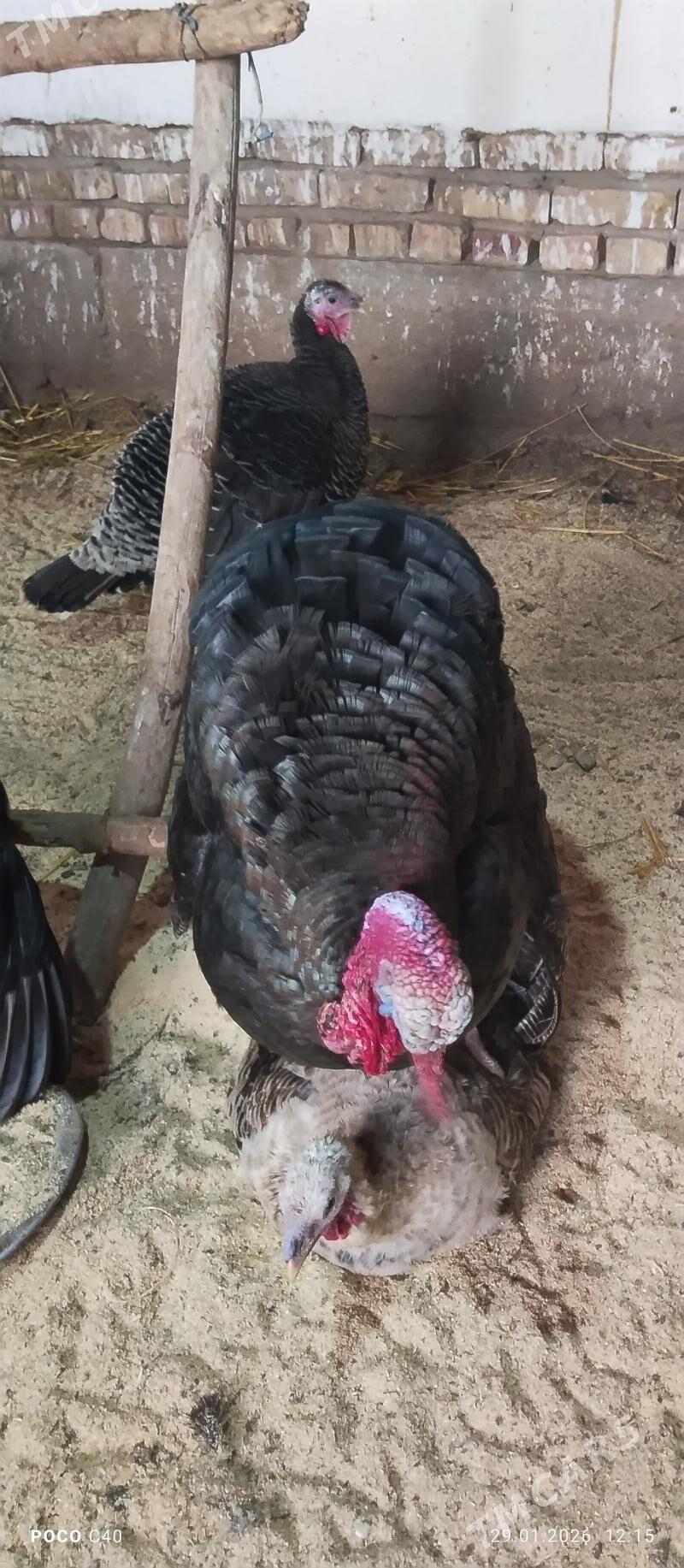 horaz induk - Şabat etr. - img 1