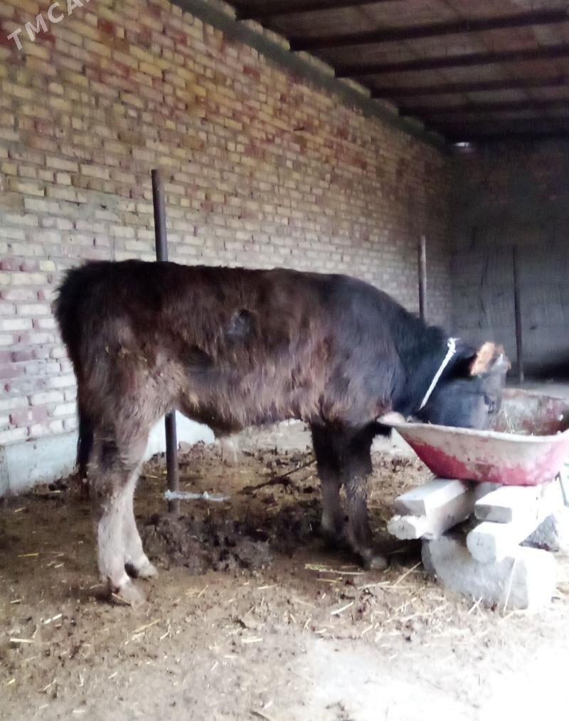 Öküz Arassa Şiwet - Гёкдепе - img 1