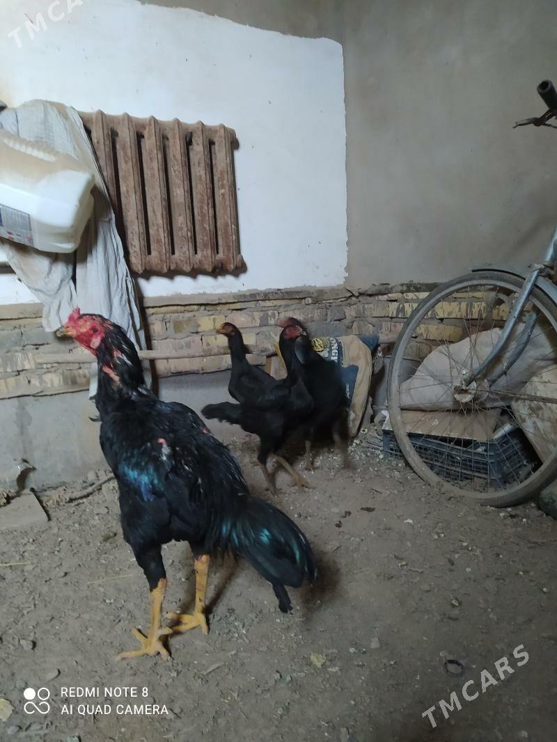 horaz tavuk - Şabat etr. - img 1