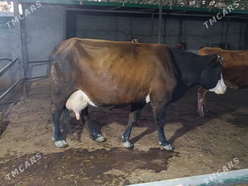 sygyr - Багир - img 1