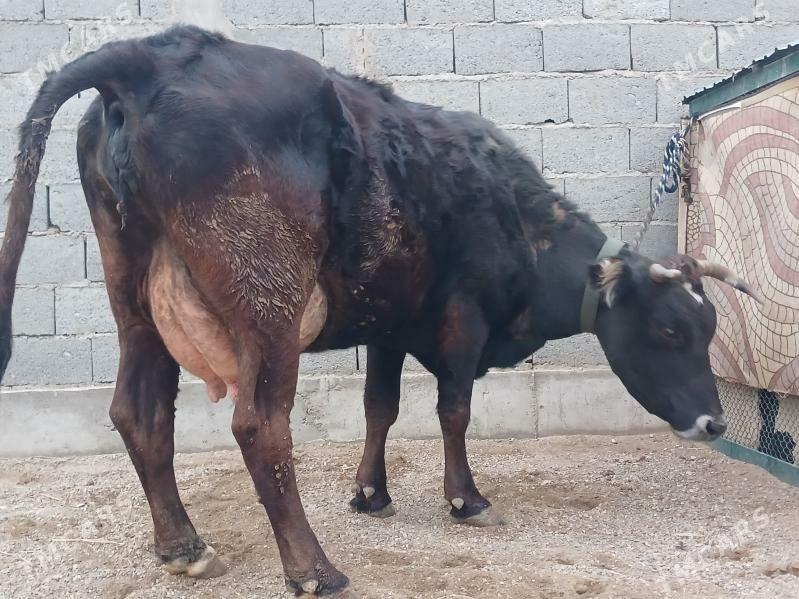 göleli sygyr - Gyzylarbat - img 1