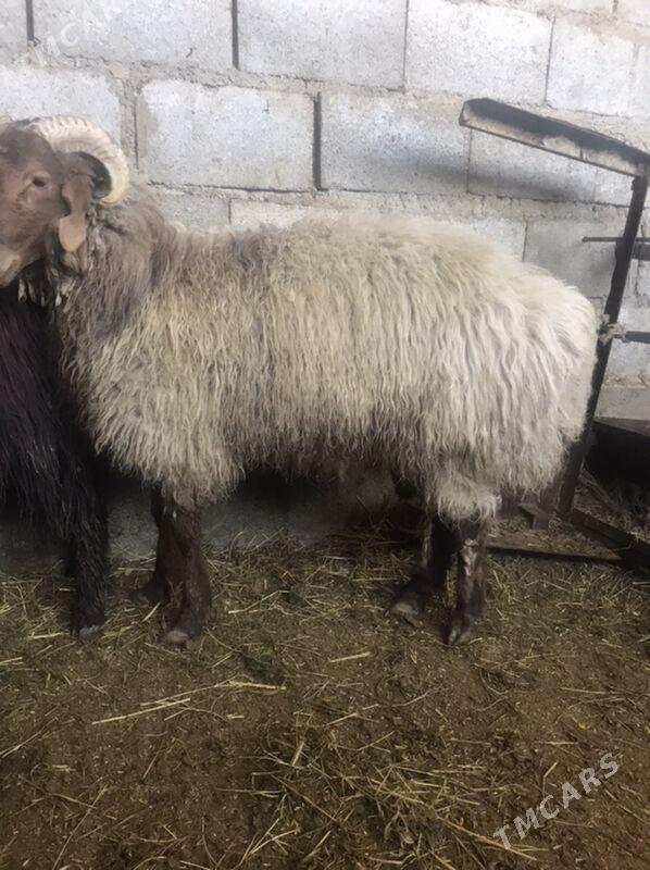 tokly - Бахарден - img 1