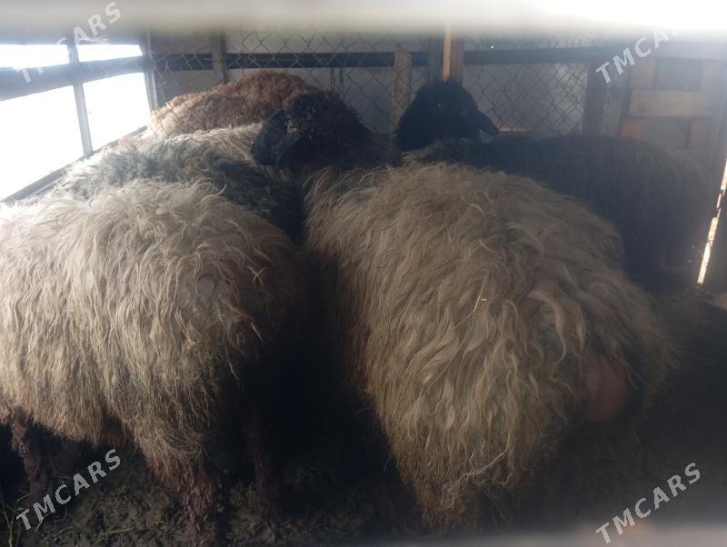 issek goyun - Aşgabat - img 1