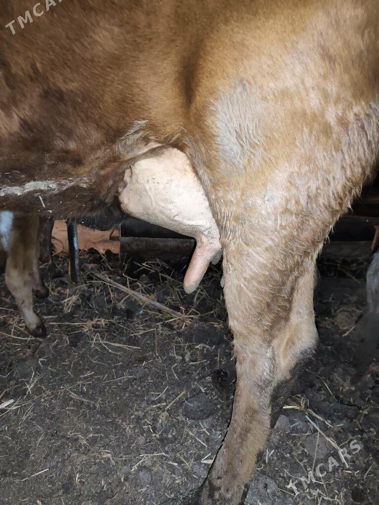 saglyk sygyr - Türkmenabat - img 1