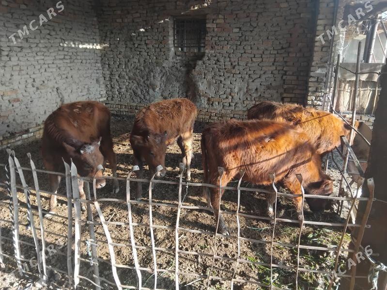 Gulajyn - Wekilbazar - img 1