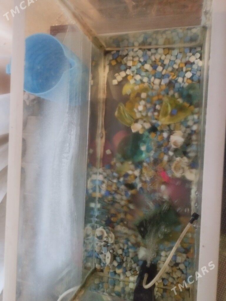 akwarum - 11 мкр - img 1