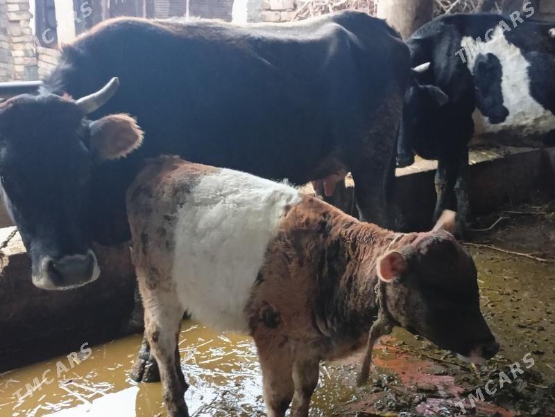 sygyr - Ýaşlyk - img 1