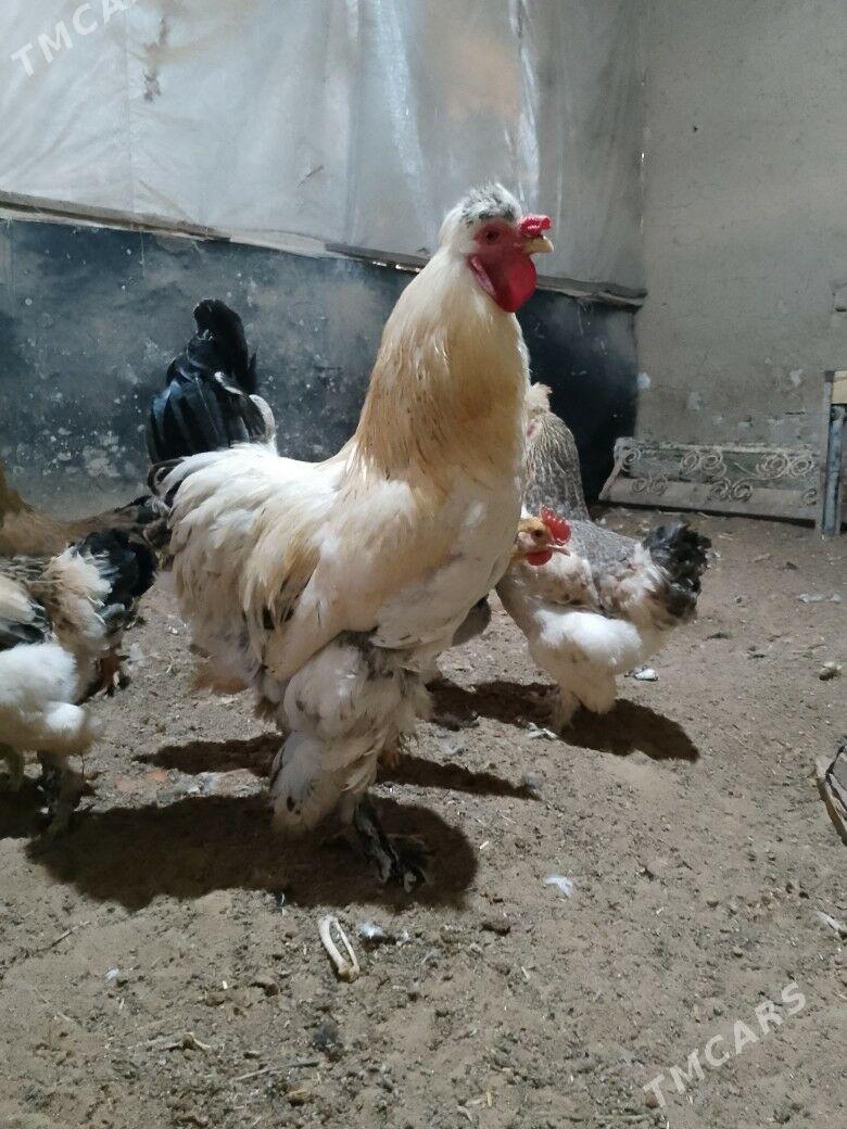 Balgar towuklar - Aşgabat - img 1