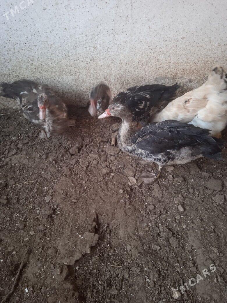 Индоутки - Balkanabat - img 1