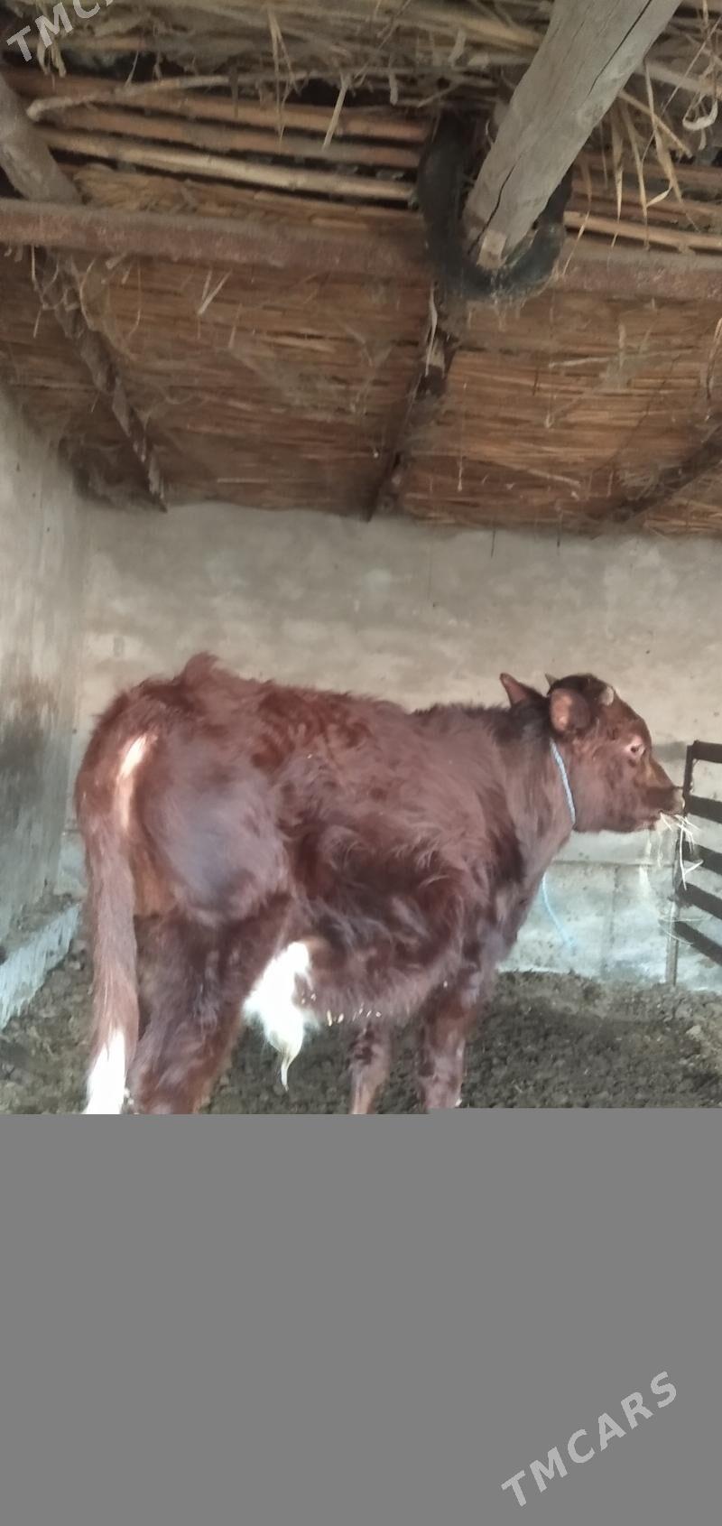 Öküz - Çärjew - img 1