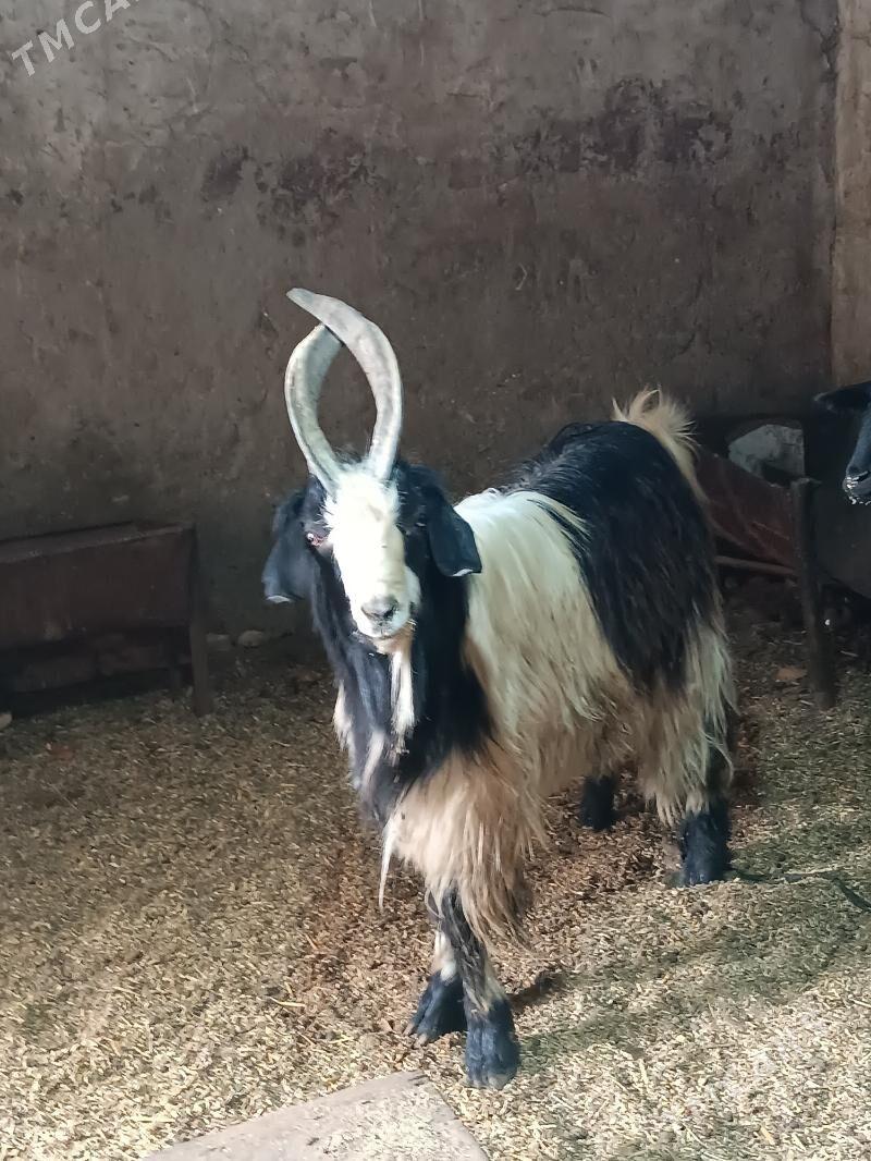 Teke - Мары - img 1