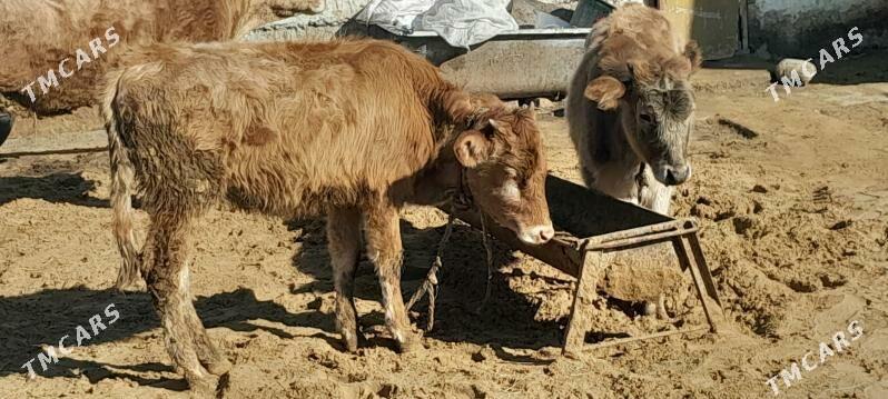 Tüwe - Гёкдепе - img 1