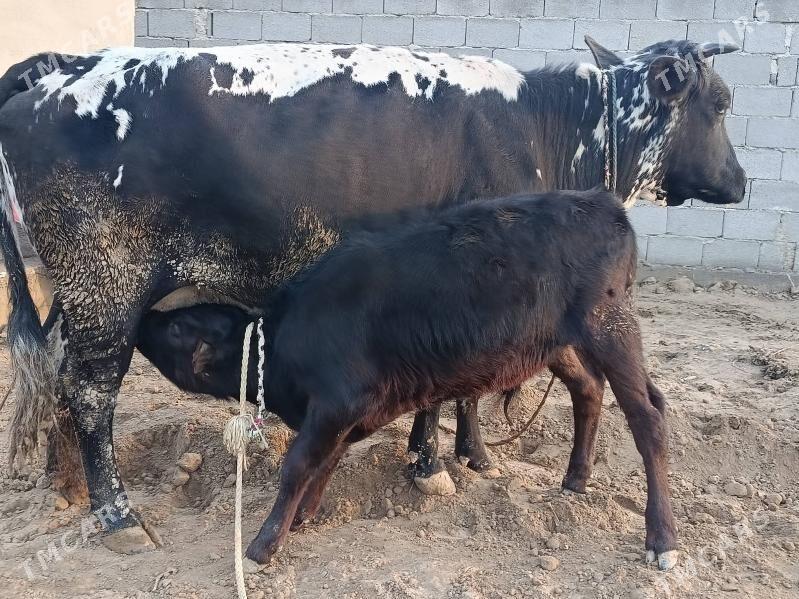 GOLELİ SYGYR - Ак-Бугдайский этрап - img 1