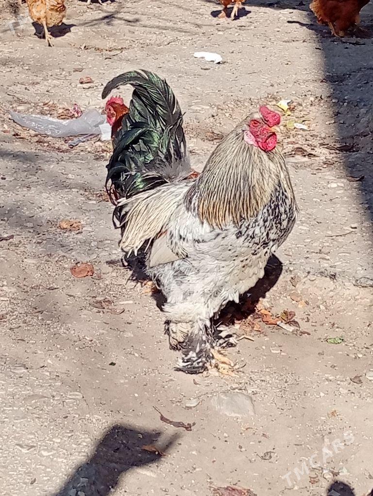 horaz - Балканабат - img 1