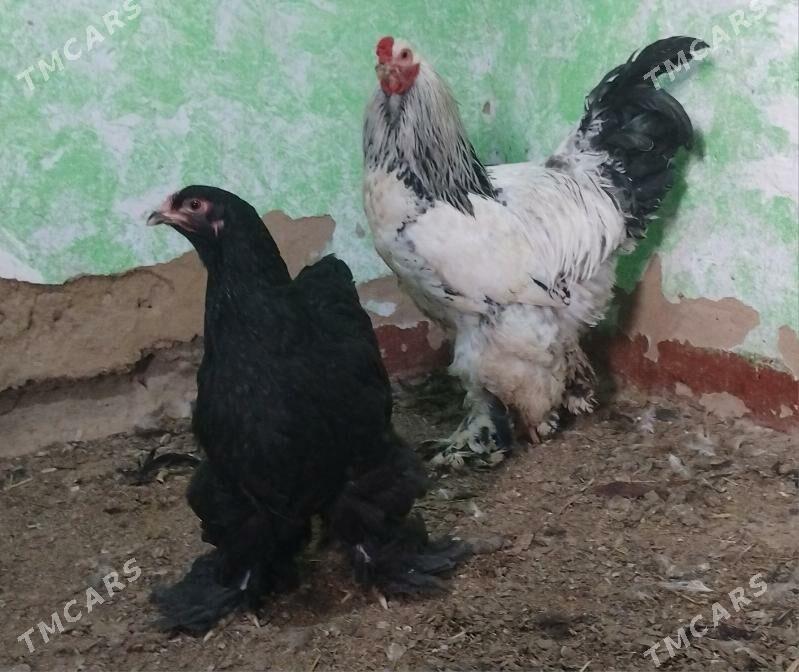 brama - Çoganly - img 1