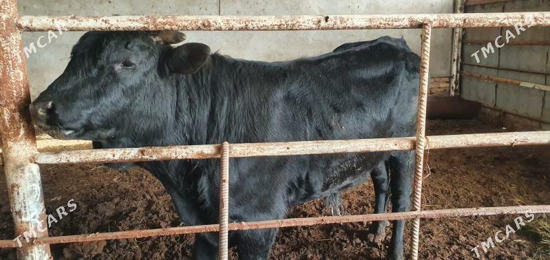 Okuz - Векильбазар - img 1