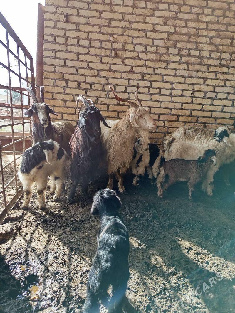 Owlakly geçiler - Векильбазар - img 1