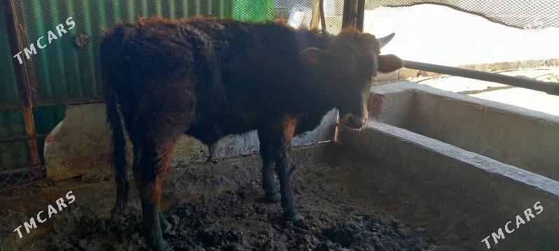 okuz - Çoganly - img 1