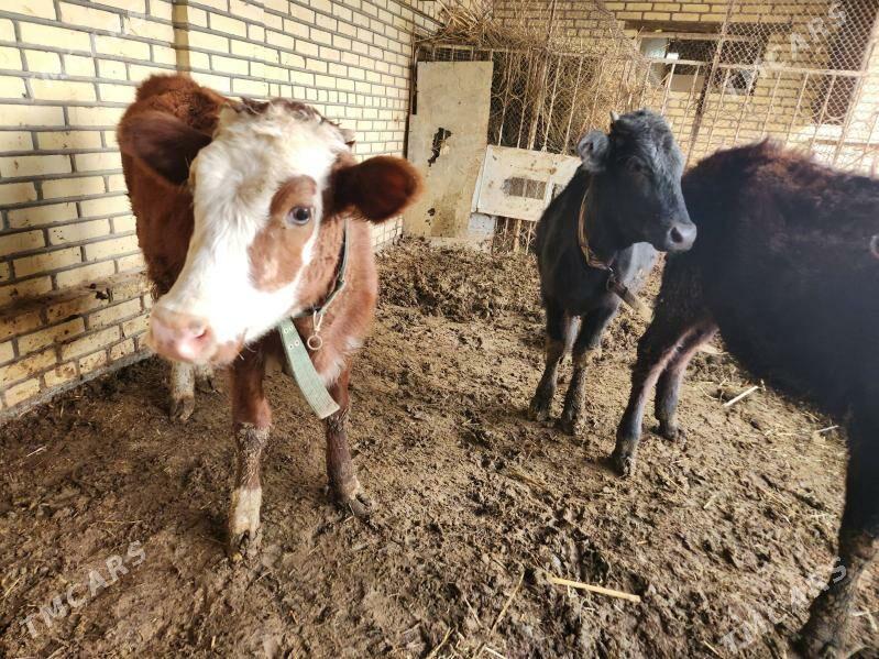 Gulojynlar - Mary - img 1