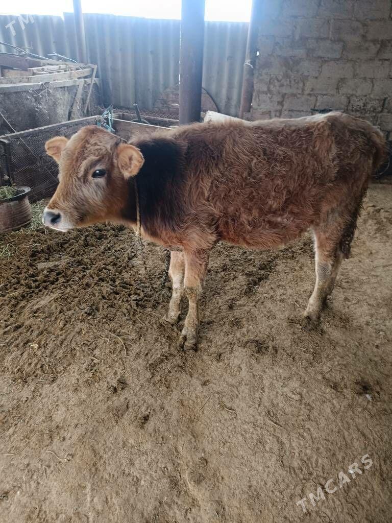 öküz - Ak bugdaý etraby - img 1