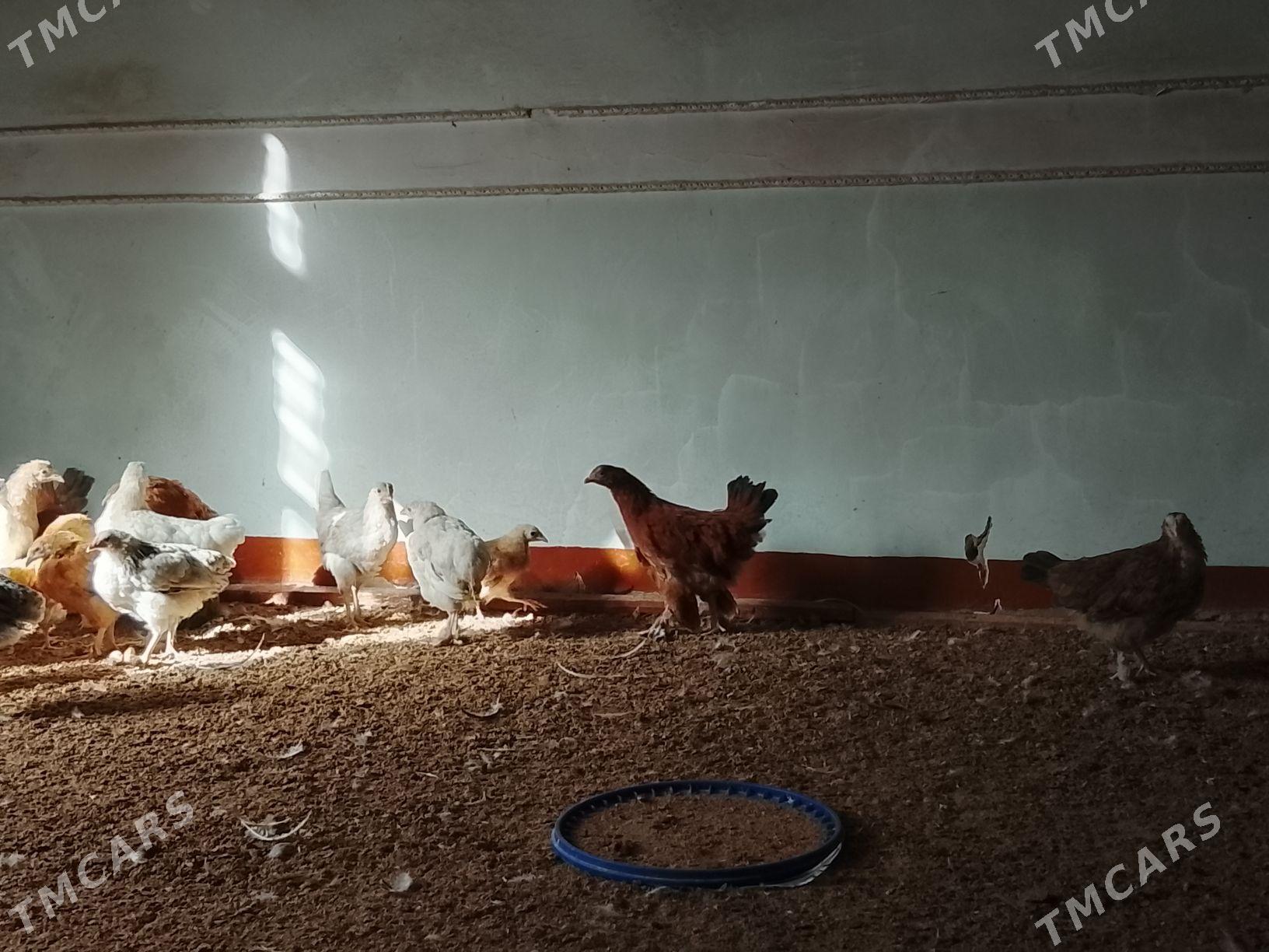 yerli juje - Sakarçäge - img 1