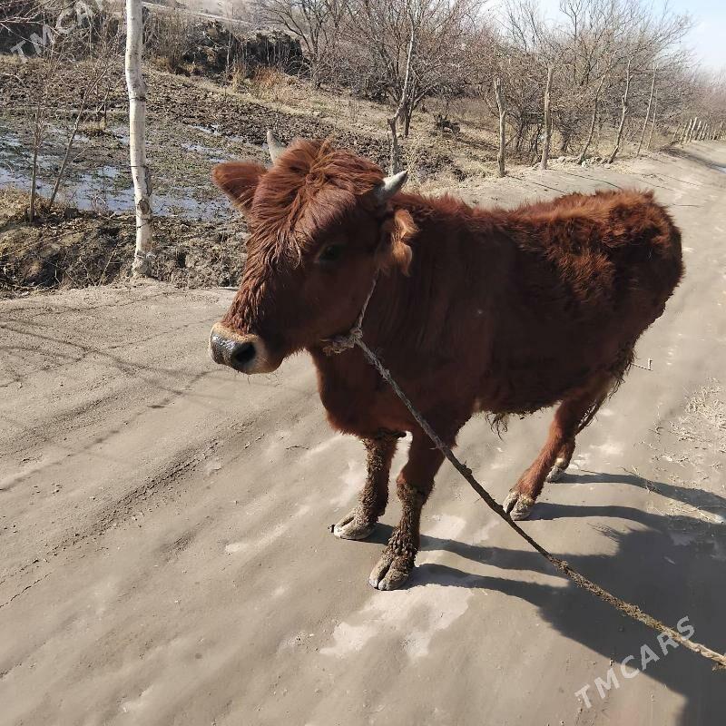 okuzler - Halaç - img 1