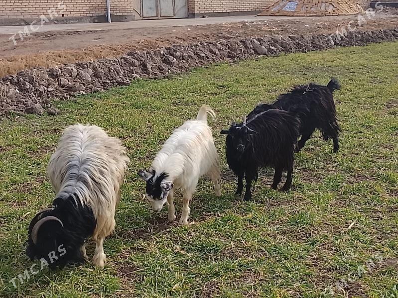 bogaz geçi - Чарджоу - img 1