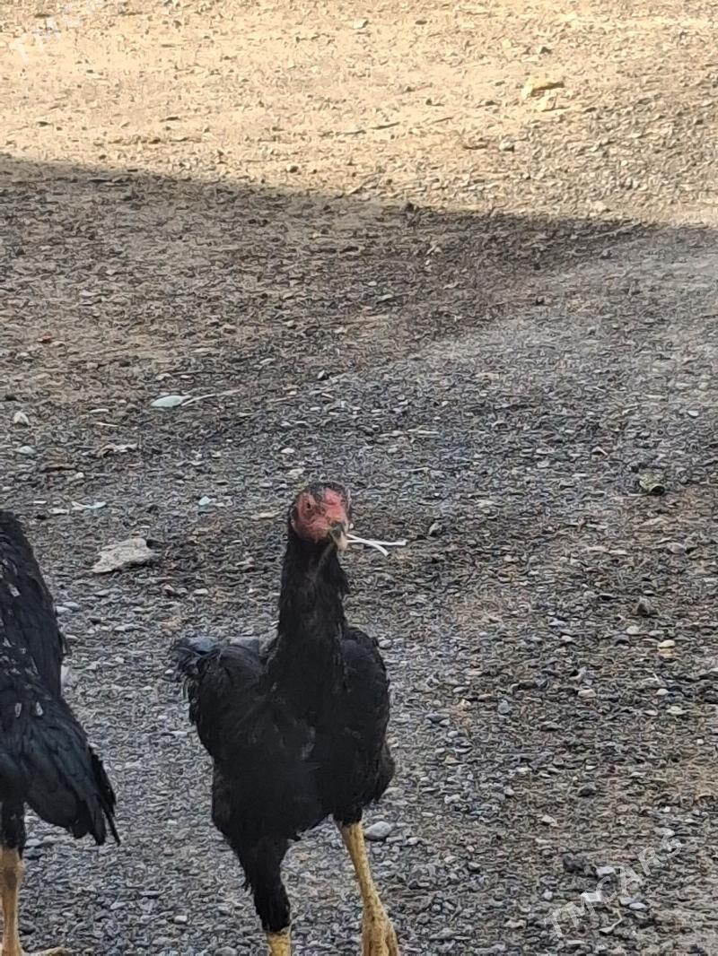 Bayes horoz - Mary - img 1