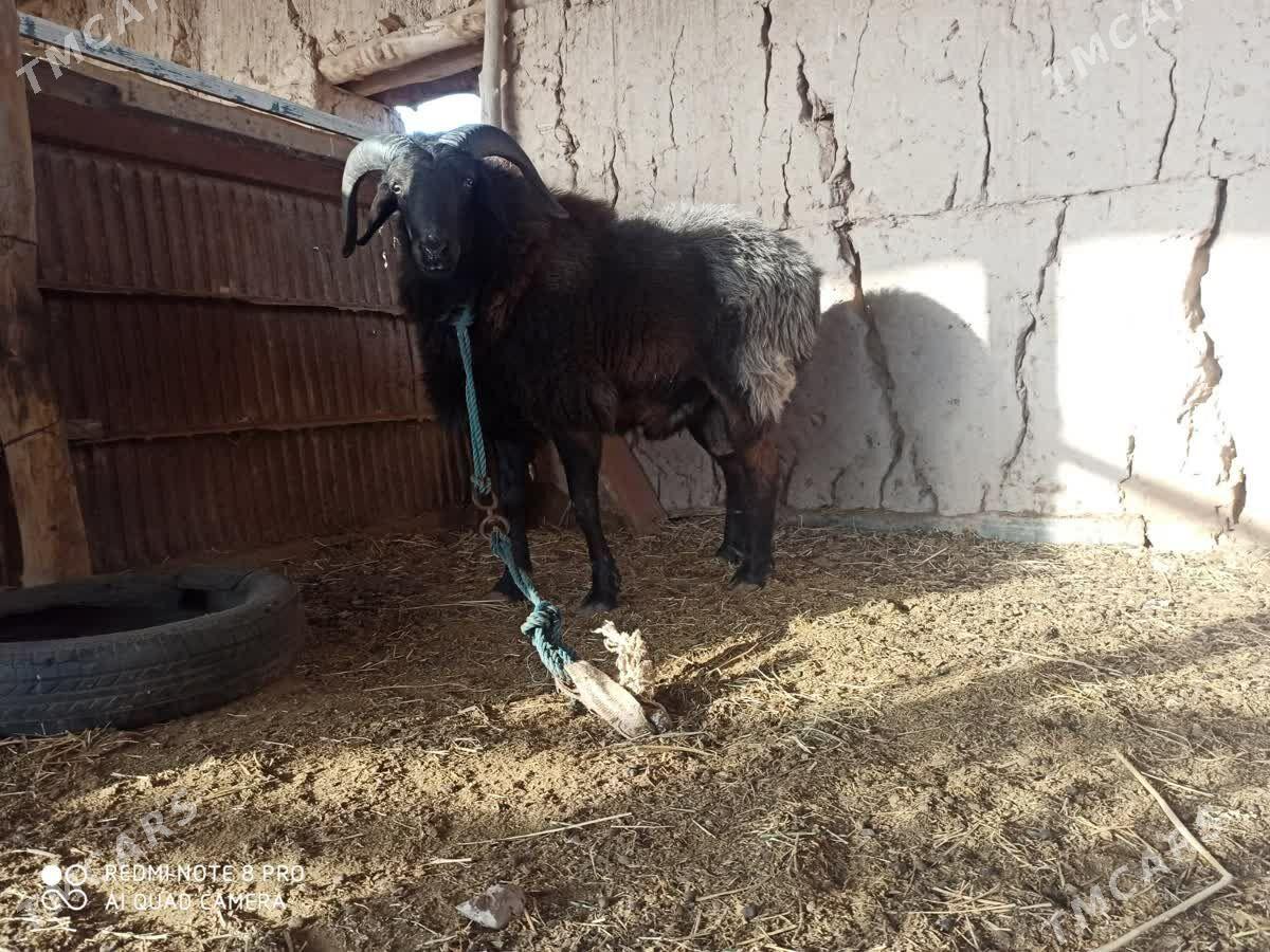 Goç - Дарганата - img 1