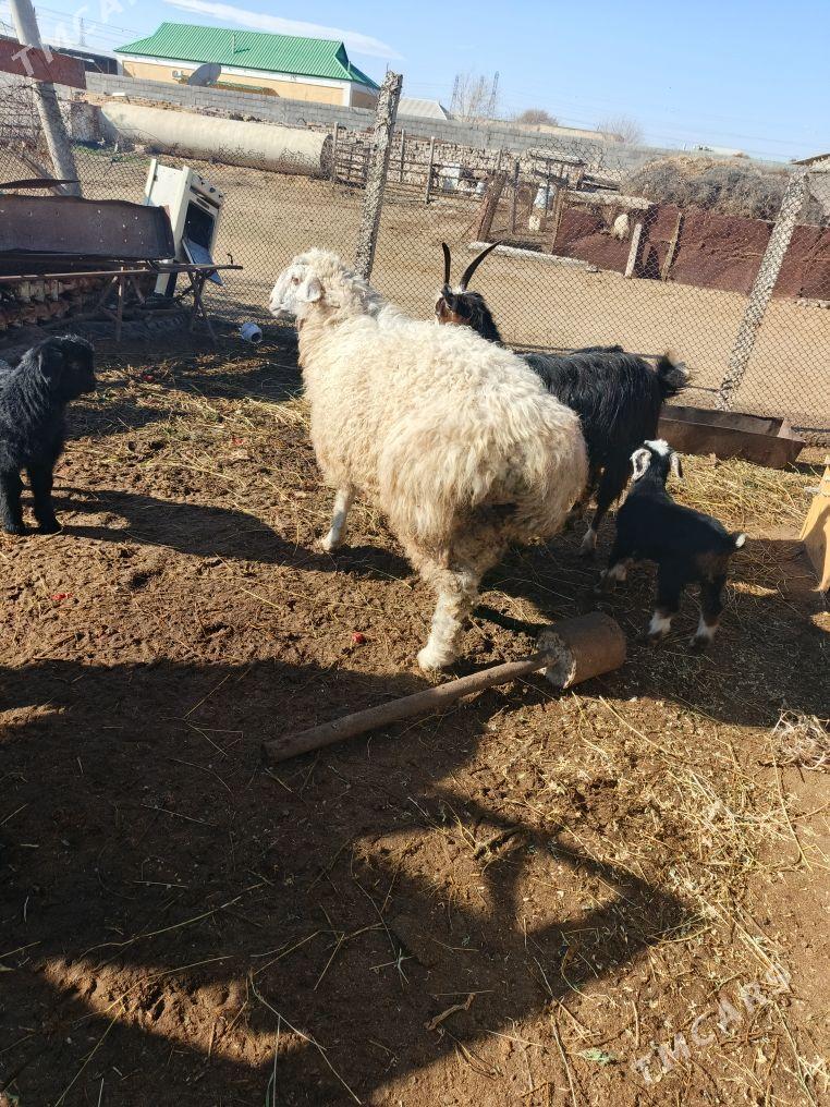 goyun - Ak bugdaý etraby - img 1