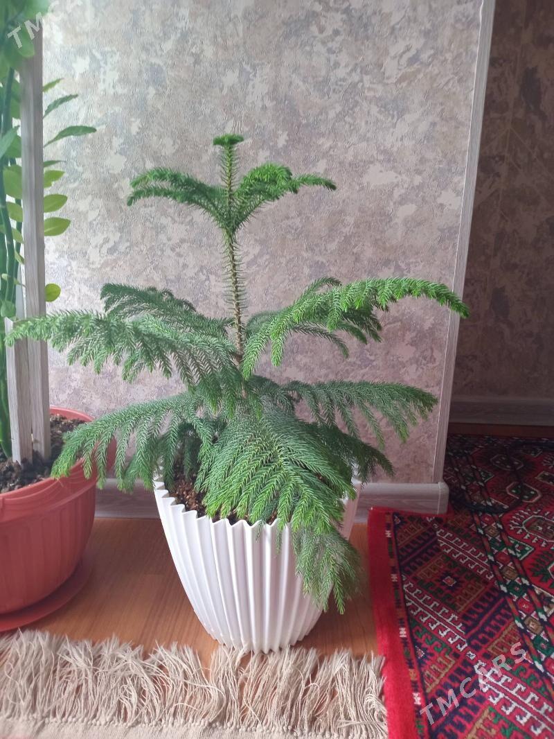 Guller - Мары - img 1