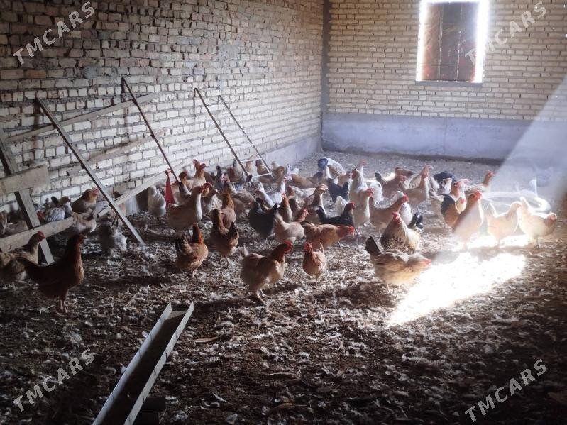 Towuk - Кака - img 1