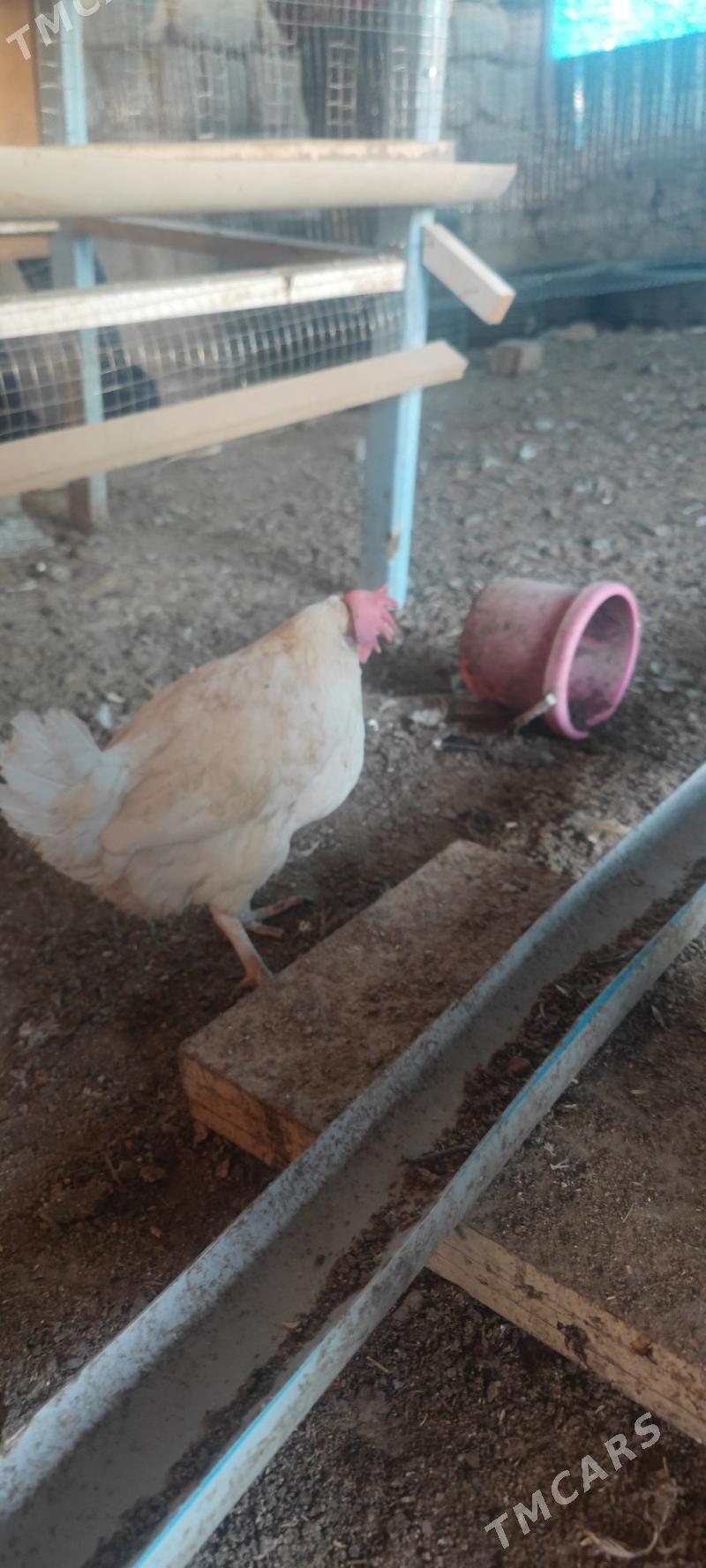 ak towyk - Aşgabat - img 1