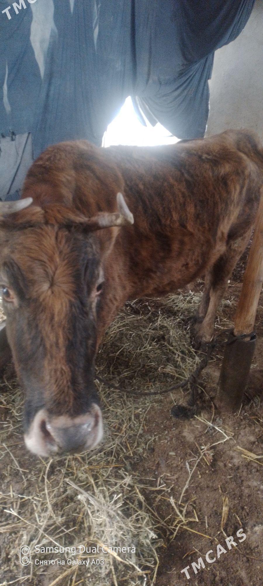 sygyr dalgyr - Гёкдепе - img 1