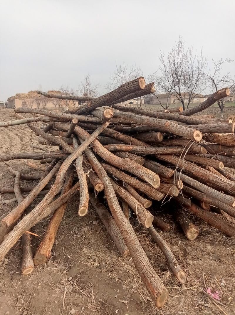 agac sypyrlyk - Дарганата - img 1