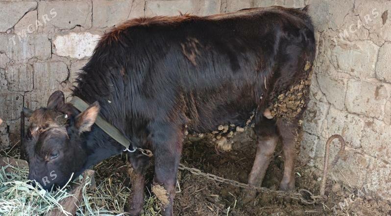 göle öküz öküzçe - Bagyr - img 1