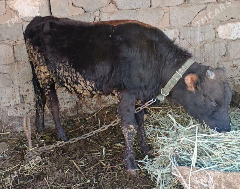 Göle öküzçe - Bagyr - img 1