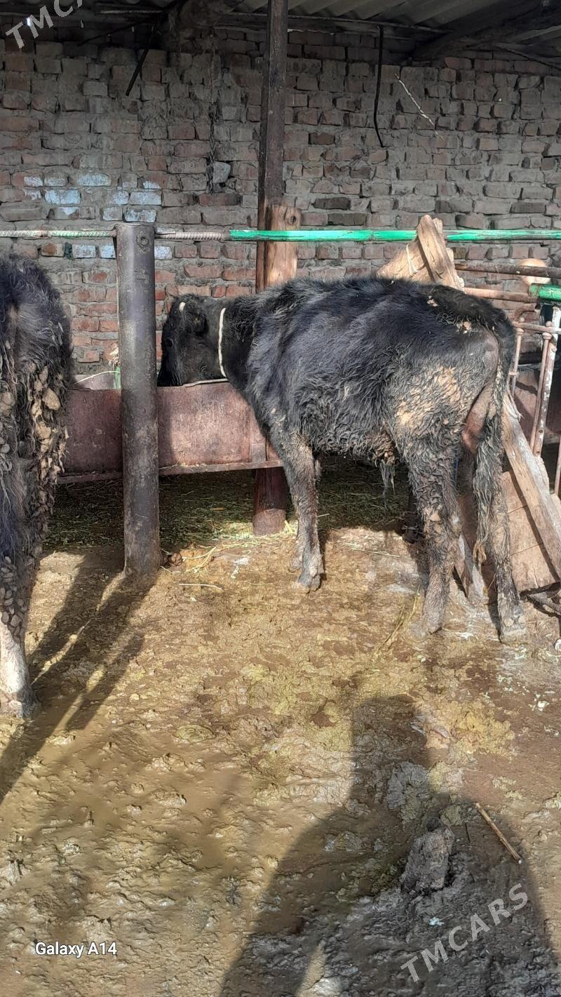 okuz - Bäherden - img 1