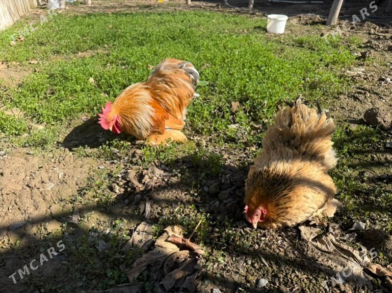 karlik kohinhin - Çoganly - img 1