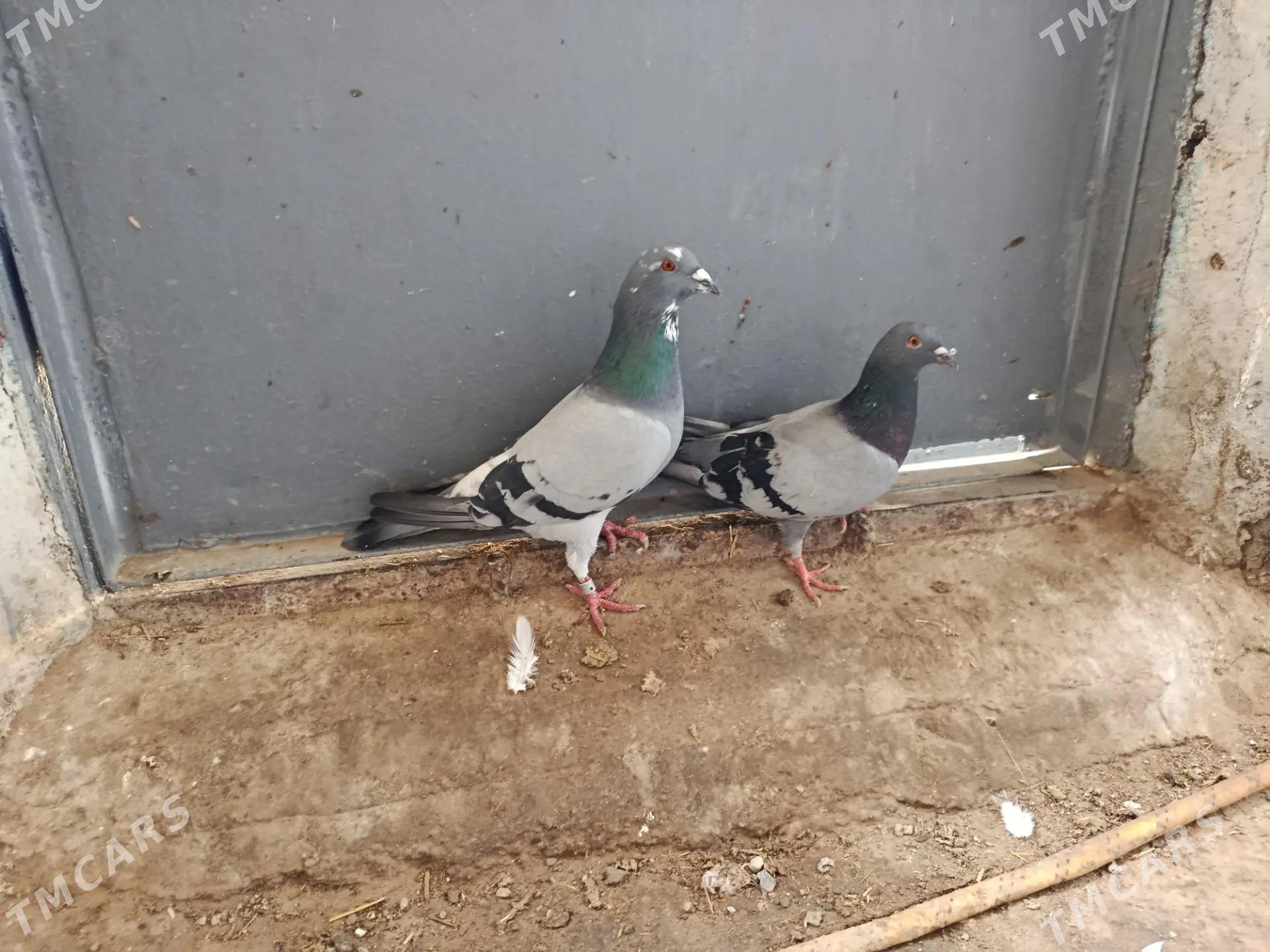 Satlyk kepderi - Гызыларбат - img 1