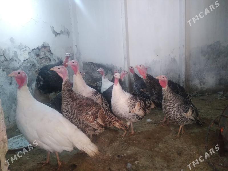 Induk - Бабадайхан - img 1