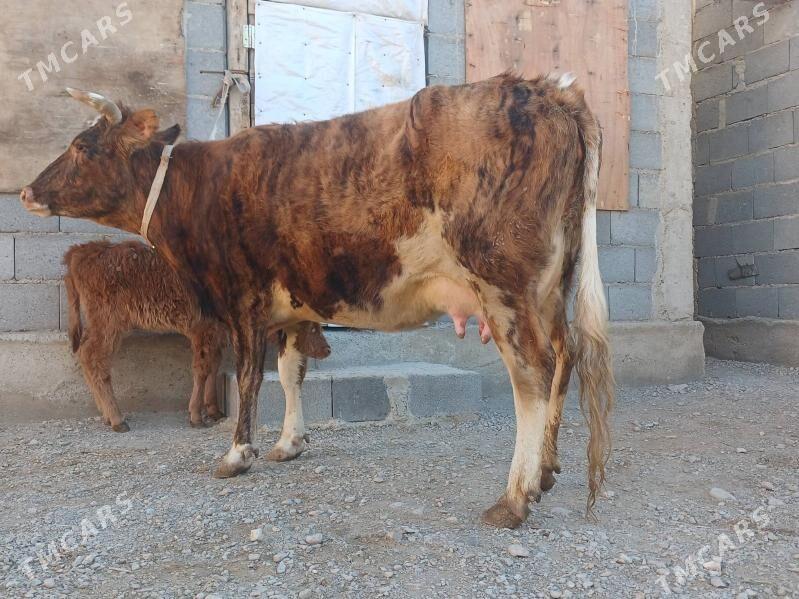 goleli sygyr - Балканабат - img 1