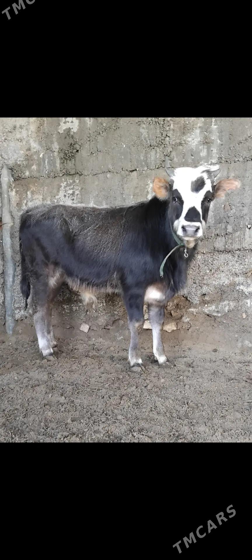 ŠWES OKUZ TUWE - Бузмеин - img 1