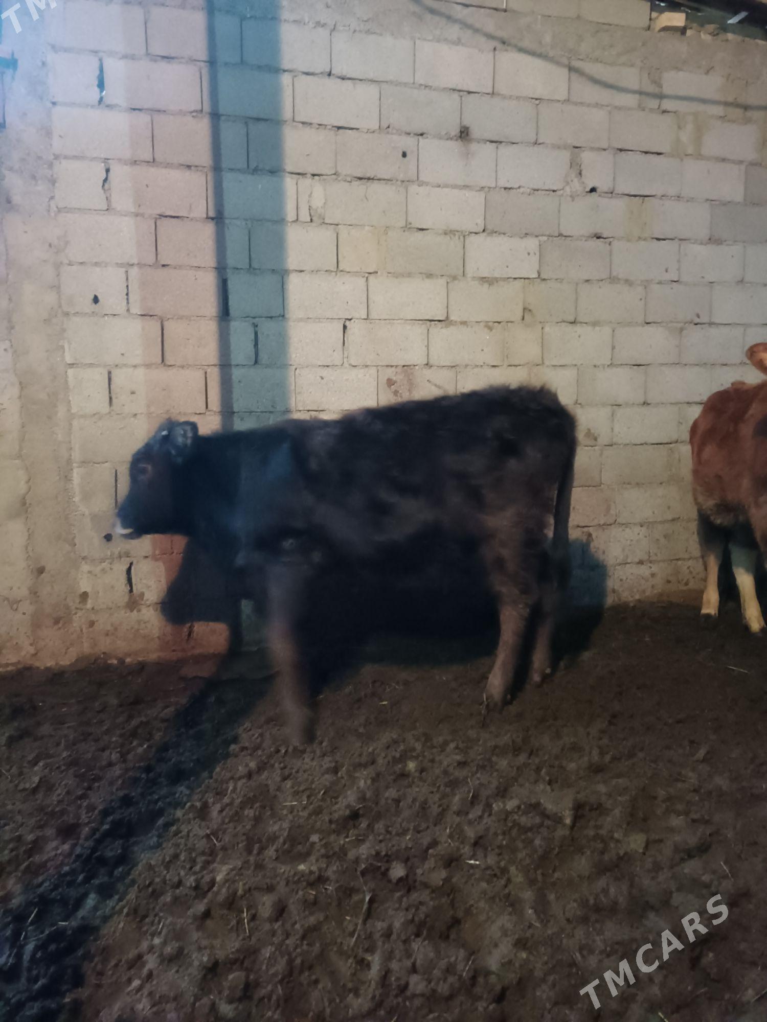 Tüwe - Gökdepe - img 1